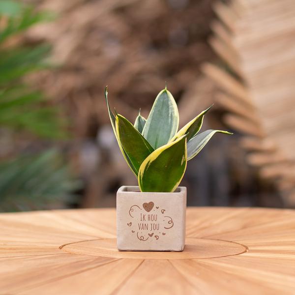Congreet plantpots + Sansevieria | Ik hou van jou