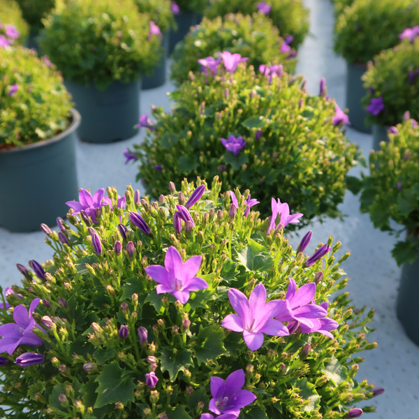 2x Campanula Addenda Ambella Intense purple in Malaga decorative pots - pot size 12cm - perennial - winter hardy