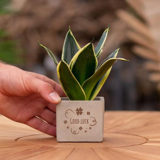 Congreet plantpots + Sansevieria | Good luck