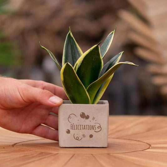 Congreet plantpots + Sansevieria | Félicitations