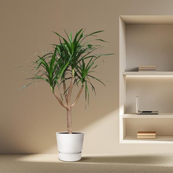 Dracaena Draco verzweigt - 160 cm - ø34