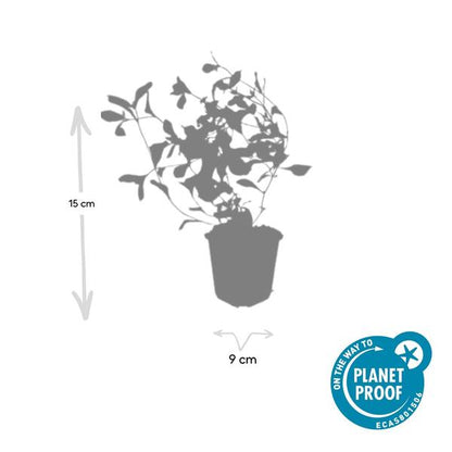 12x Ceratostigma plumbaginoides - ↕10-25cm - Ø9cm