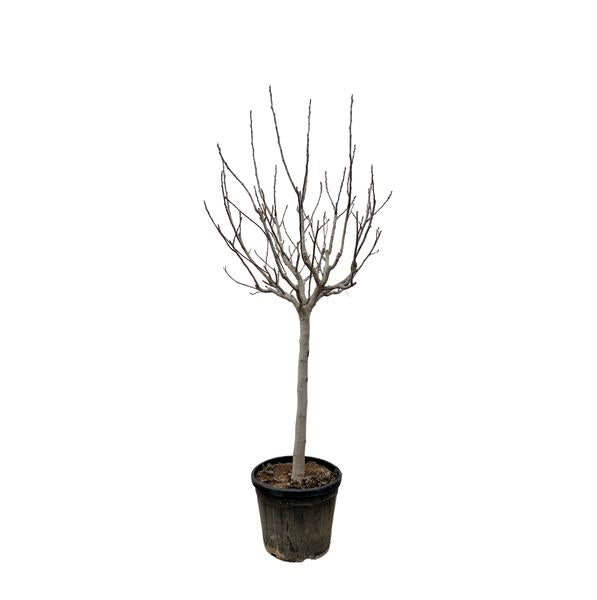 Ficus Carica on stem - 250 cm - ø45