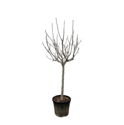 Ficus Carica on stem - 250 cm - ø45