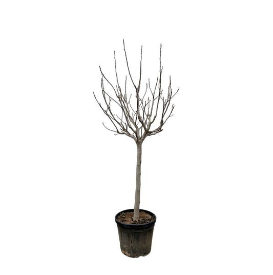 Ficus Carica on stem - 250 cm - ø45