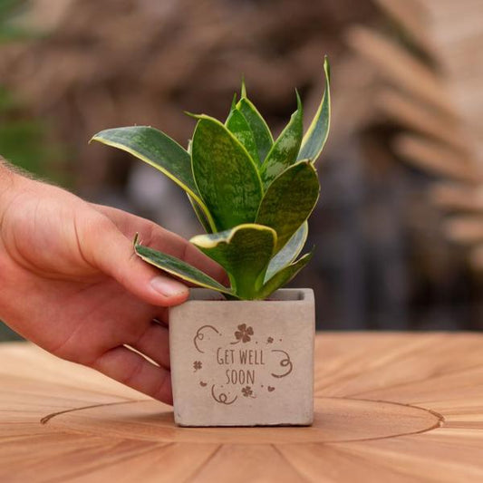 Congreet plantpots + Sansevieria | Get well soon