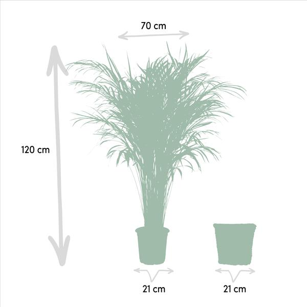 Areca mit Korb - ↕110cm -Ø21cm