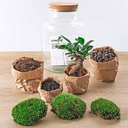DIY Terrarium - Milky mit Bonsai - ↕ 30 cm - Harke + Schaufel + Pinzette