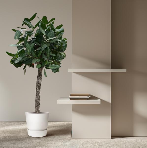 Ficus Benghalensis-Baum - 180 cm - ø45