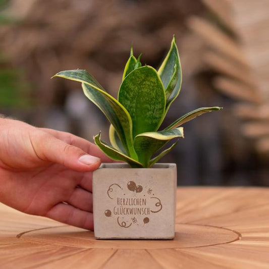 Congreet plantpots + Sansevieria | Herzlichen Glückwunsch