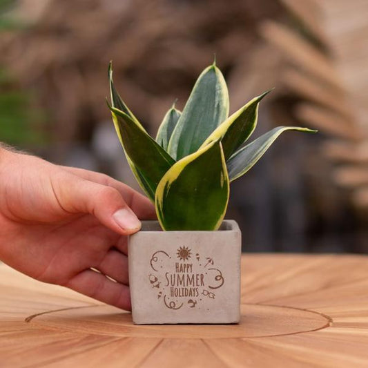 Congreet plantpots + Sansevieria | Happy summer holidays