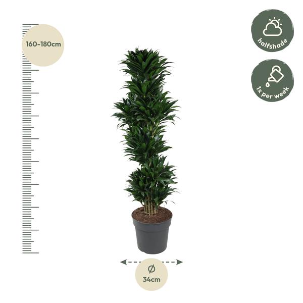 Dracaena Compacta branched - 170 cm - ø34