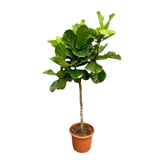 Ficus Lyrata tree XXL - 200 cm - ø40