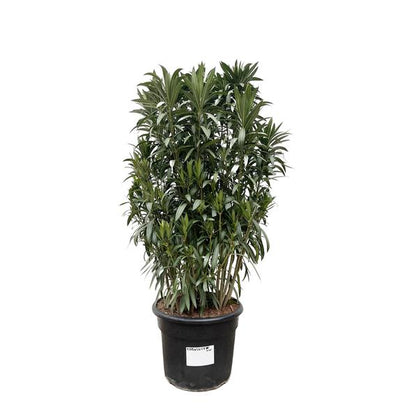 Nerium Oleander shrub - 190cm- Ø55