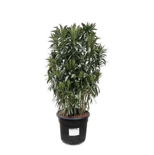 Nerium Oleander shrub - 190cm- Ø55