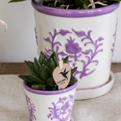 2x Campanula Addenda Ambella Intense purple in Malaga decorative pots - pot size 12cm - perennial - winter hardy