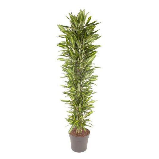 Dracaena Cintho branched - 210 cm - ø40