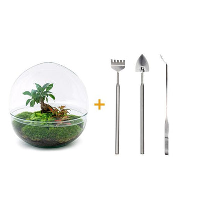 DIY Terrarium - Dome XL - Ficus Ginseng Bonsai - ↕ 30 cm - Harke + Schaufel + Pinzette