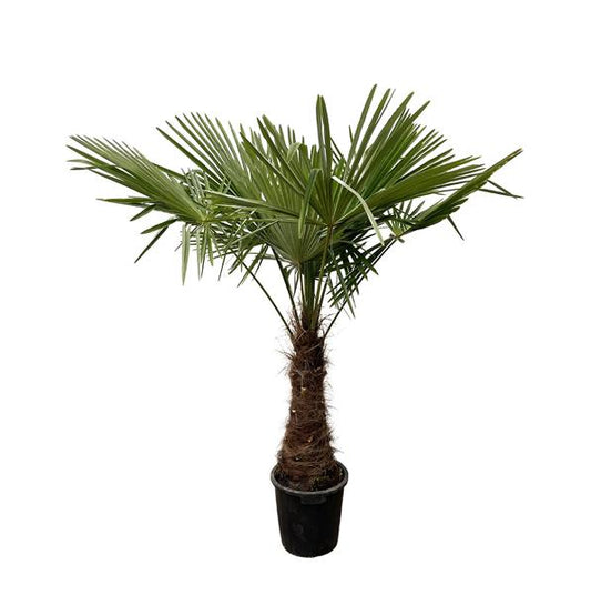 Trachycarpus - 240 cm - Ø45