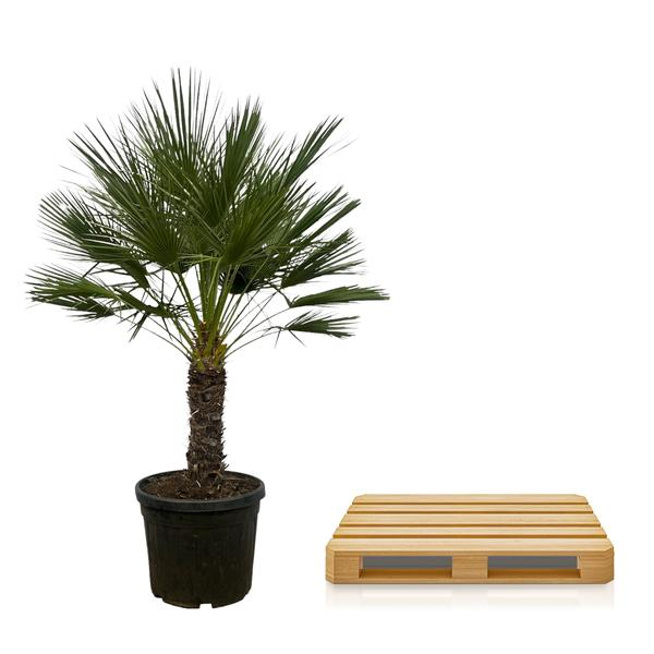 Chamaerops Humilis on stem - 150 cm - Ø45cm