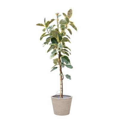 Ficus Tineke On Trunk - 220cm - ø30