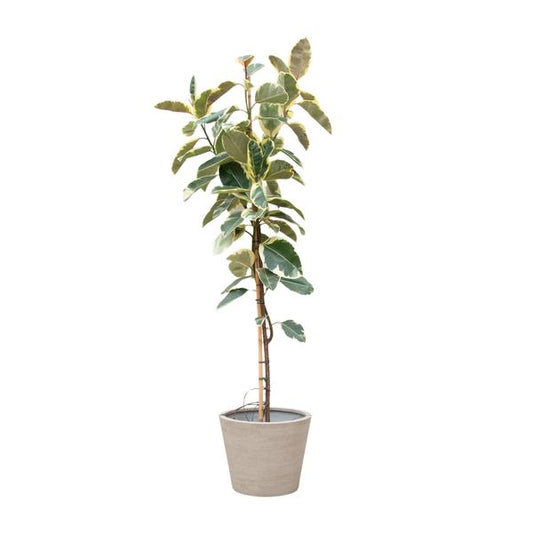 Ficus Tineke On Trunk - 220cm - ø30