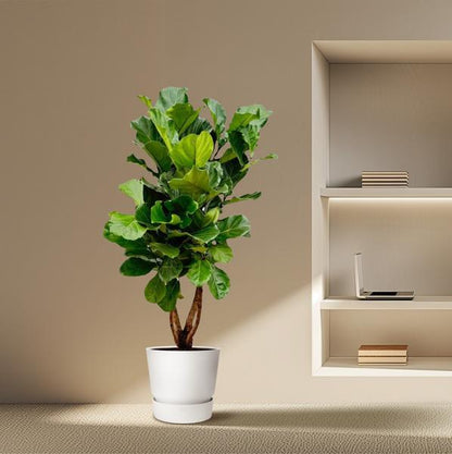 Ficus Lyrata branched XL - 190cm - ø32