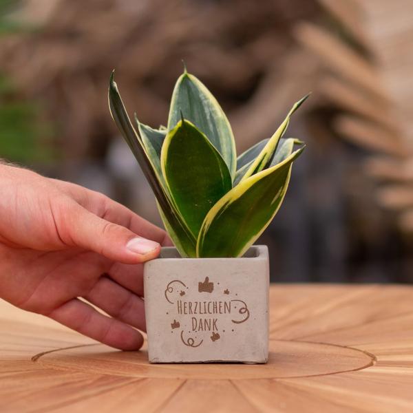 Congreet plantpots + Sansevieria | Herzlichen Dank
