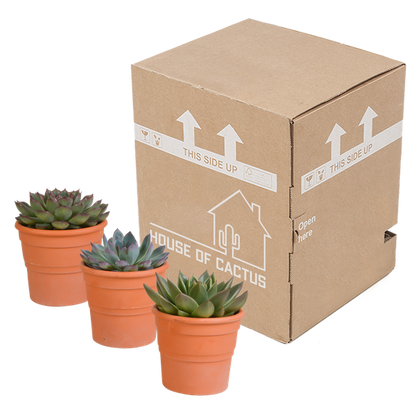 Echeveria mix 10.5 cm - 3x - in terracotta pot