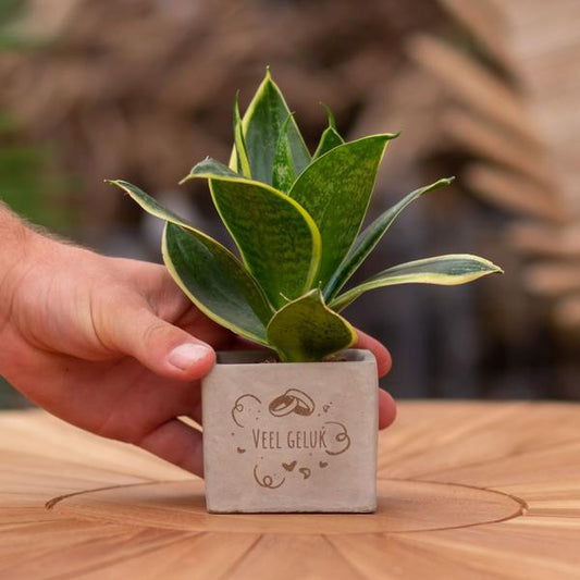 Congreet plantpots + Sansevieria | Veel geluk