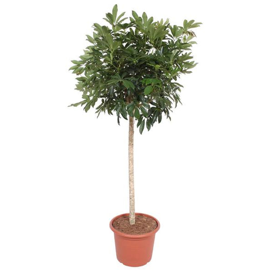 Schefflera Arboricola Compacta tree - 190 cm - ø45