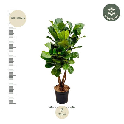 Ficus Lyrata branched XL - 190cm - ø32