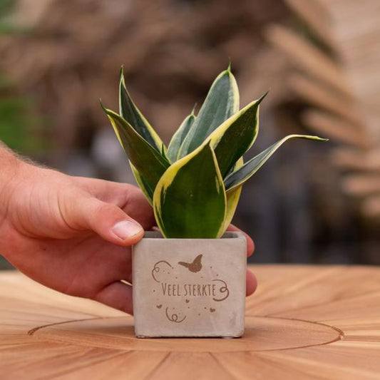 Congreet plantpots + Sansevieria | Veel sterkte