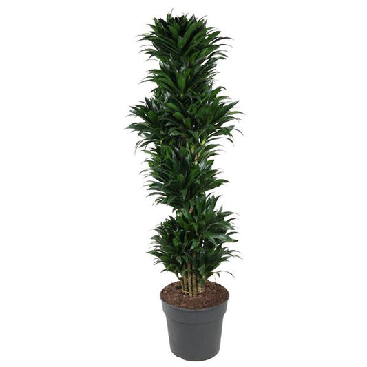 Dracaena Compacta branched - 170 cm - ø34