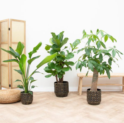 Combi deal - Strelitzia Nicolai 70 cm - Wout L 130 cm - Ficus Lyrata vertakt 160cm