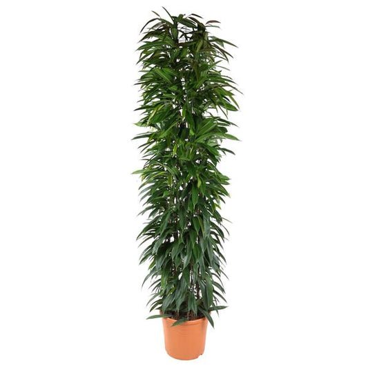 Ficus Alii King column - 200 cm - ø35