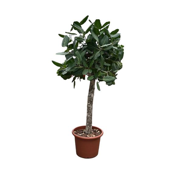 Ficus Benghalensis-Baum - 180 cm - ø45