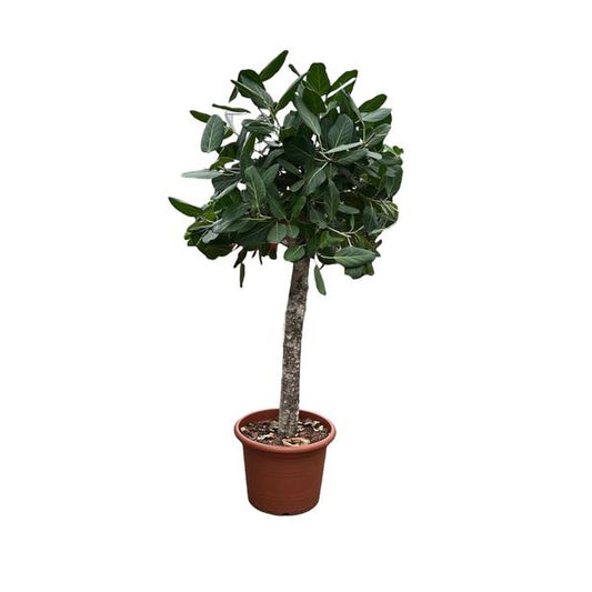Ficus Benghalensis-Baum - 180 cm - ø45