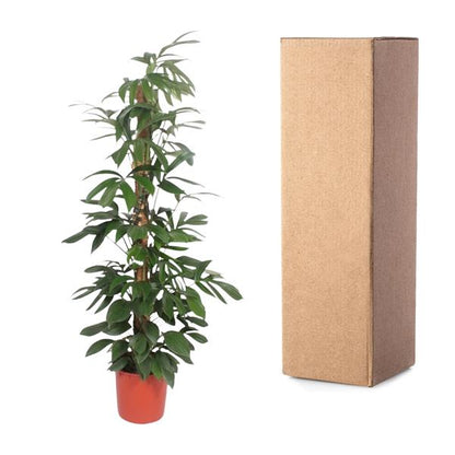 Philodendron Dragon Tail moss stick - 220 cm - ø34