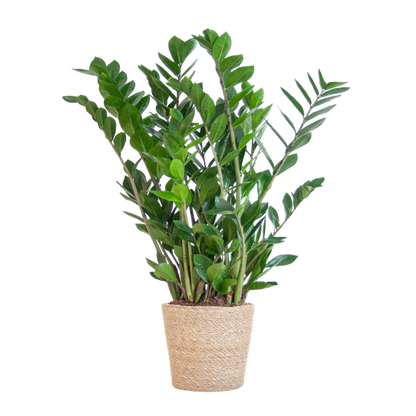 Zamioculcas Zamiifolia with Sofia basket natural - 80cm - Ø21