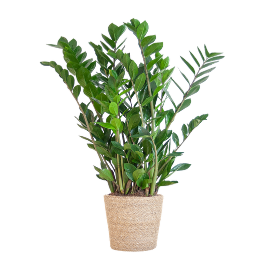Zamioculcas Zamiifolia with Sofia basket natural - 80cm - Ø21