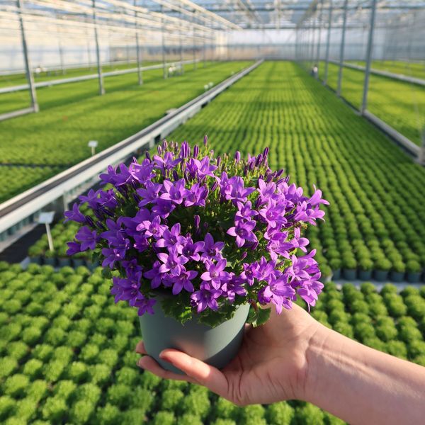 2x Campanula Addenda Ambella Intense purple in Malaga decorative pots - pot size 12cm - perennial - winter hardy