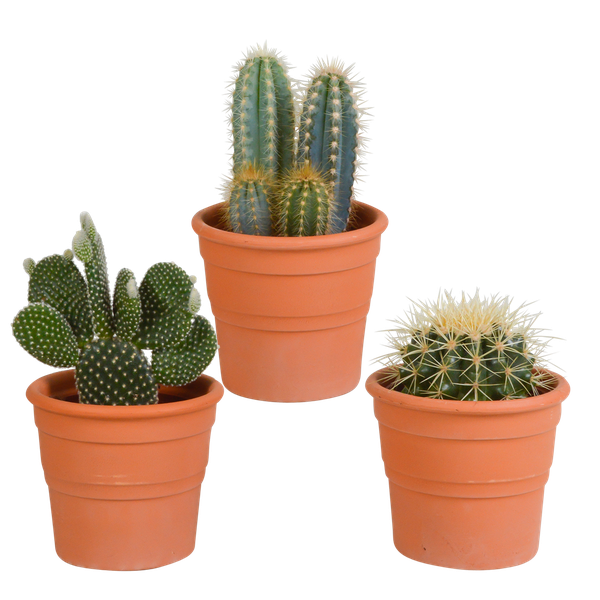 Kaktusmischung 10,5 cm - 3x - im Terrakottatopf