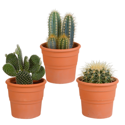 Kaktusmischung 10,5 cm - 3x - im Terrakottatopf