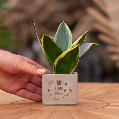 Congreet plantpots + Sansevieria | Bonne chance