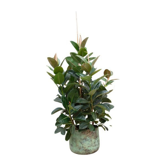 Ficus Robusta branched - 150 cm - ø38