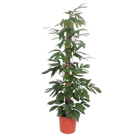 Philodendron Dragon Tail moss stick - 220 cm - ø34