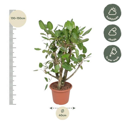 Ficus Benghalensis branched - 140 cm - ø40