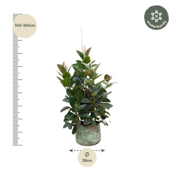 Ficus Robusta branched - 150 cm - ø38