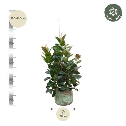 Ficus Robusta branched - 150 cm - ø38